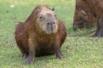 Capybara or capybara (Hydrochoerus hydrochaeris), frontal, pregnant, Pantanal, inland, wetland,