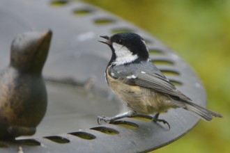 Coal Tit at the bird bath. Coal Tit, when feeding