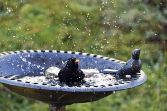 Male blackbird, Turdus merula, bathing, male blackbird, bathing, Common Blackbird cleaning