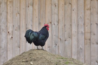Australorp chicken on a farm. Australorp chickens on a farm
