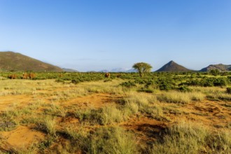 View of the savannah of Samburu Park in central Kenya with a flock of elephants in the background