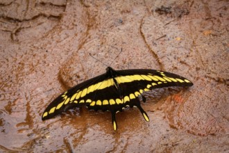 Close-up of a black and yellow brown Butterfly with spread wings on wet clay surface, Caraca