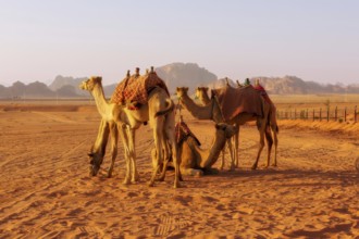 Jordan, camels caravan rests in majestic Wadi Rum desert, landscape with sandstone mountain rock at