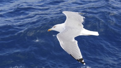 White seagull in flight over a deep blue sea