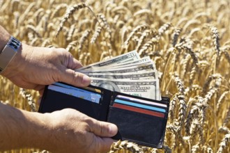 A farmer with a purse in a grain field. Subsidies in agriculture Austria