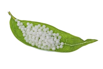 Globules for the treatment of diseases in gentle, alternative medicine. Tablets and medicines.