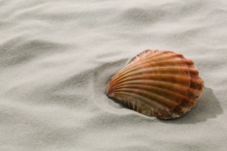 A shell lies in the sand on the beach. Holidays and holidays by the sea. Austria