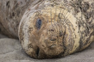 A northern elephant seal rests on a beach near Trinidad, California. Coloe Image