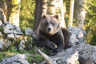 A brown bear lies between rocks in the front view