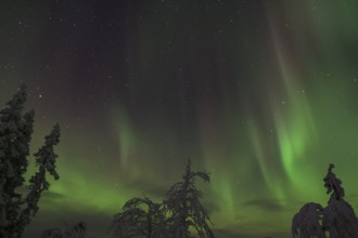 Northern Lights (Aurora borealis) over snow-covered trees, Gällivare, Norrbotten, Lapland, Sweden,