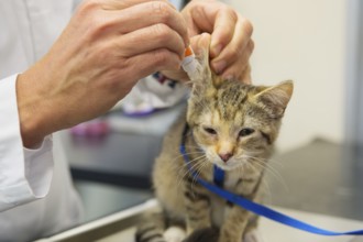 Little kitten is getting ear drops by the veterinarian