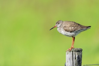 Black-tailed godwit in agriculture land at Dutch wadden island Terschelling
