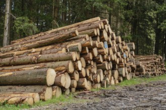 Pruned forest trees lie in a pile ready for collection