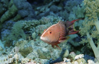 Crescent moon jewelled perch, Variola louti, Egypt, Zabargad, Zabarghad, Red Sea, Africa