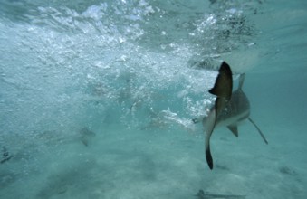 Blacktip reef sharks, feeding frenzy, Carcharhinus melanopterus, Malaysia, Pacific ocean, Borneo,