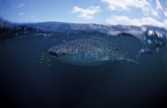 Whale shark, Rhincodon thypus, Madagascar, Africa, Indian Ocean, Africa