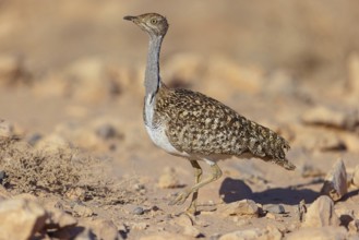 Sahara Houbara Bustard, (Chlamydotis undulata fuerteventurae, Europe, Spain, Canary Islands,