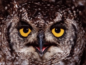 Eurasian Eagle-owl, Bubo bubo, Germany, Bavaria, Europe