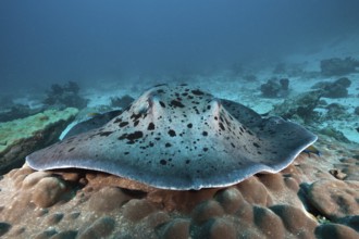 Black-spotted stingray, Taeniura meyeni, Indian Ocean, Maldives, Asia