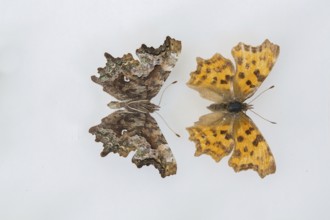 C-moth (Polygonia c-album)