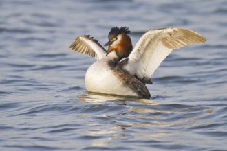 Great Crested Grebe (Podiceps cristatus)