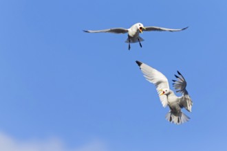 Kittiwake, (Rissa tridactyla), animals, birds, family of gulls, dispute between two gulls,