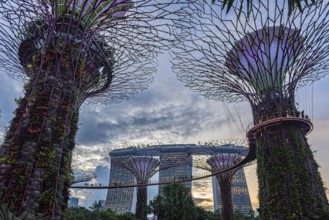 View of some of the Supertrees in the Garden by the Bay, Singapore, Republic of Singapore, Asia