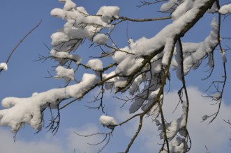 A branch covered in snow, Snow-covered branches against a clear blue sky creating a serene winter