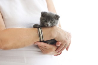 Young woman hold british kittin in her hands