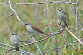 Red-backed shrike, Red-backed shrike, Lanius collurio, Red-backed shrike