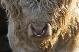Scottish Highland Cattle, bull