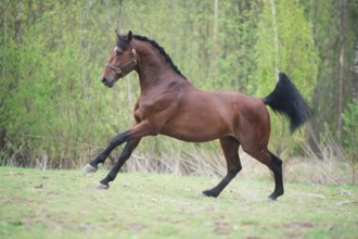 Running bay sportive horse. spring