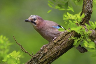 Jay, European Jay, Jay, eurasian jay (Garrulus glandarius), Geai des chênes, Arrendajo Común,
