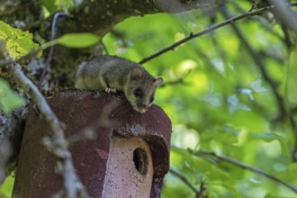 Dormouse (Glis glis), animals, mammals, dormice, nocturnal, rodents, sits on nesting box,