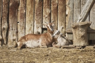 She-goat with Kid near the Wooden Wall of Barn Varna, Bulgaria, Europe