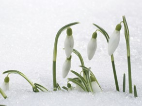 Snowdrops