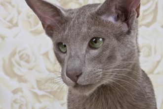 Male cat 1 year, portrait