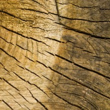 Tree stump background