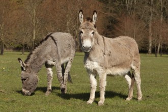 Donkey