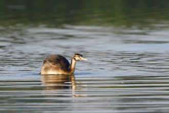 Juvenile Great crested grebe in the morning sun. Juvenile Great crested grebe on a lake