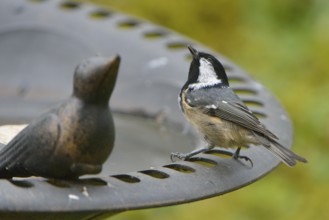 Coal Tit at the bird bath. Coal Tit, when feeding