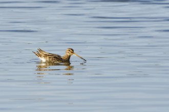 Common snipe when looking for food.snipe when looking for food.marsh snipe, Gallinago gallinago,