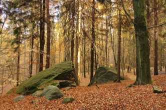 Sandsteinfelsen im Wald, sandstone rock in forest 11