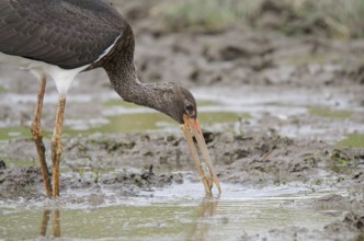 Young black stork with prey