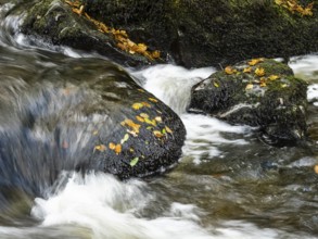 Autumn leaves in a fast flowing stream at Aira Force waterfall in Lake District