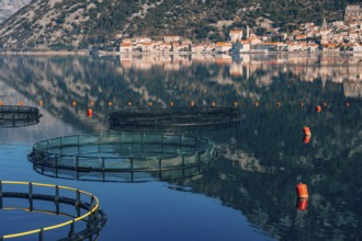 Fish farm in Montenegro. The farm for breeding and fish farming in the Bay of Kotor