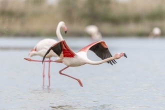 Flamingos (Phoenicopterus roseus) taking flight from a pond. Saintes Maries de la Mer, Parc naturel