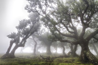 Old laurel forest in the fog, Fanal, Madeira