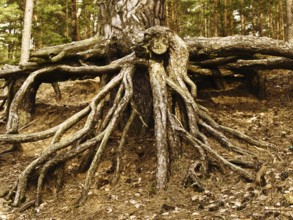 Photo of tree roots in the forest