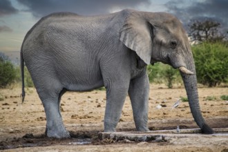 Elephant drinking from a waterhole in a national park in Africa. Safari animal wildlife